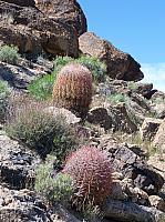 Mojave reserve (27).JPG